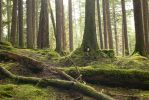 PICTURES/Sol Duc - Ancient Groves/t_Tunnel Tree.JPG